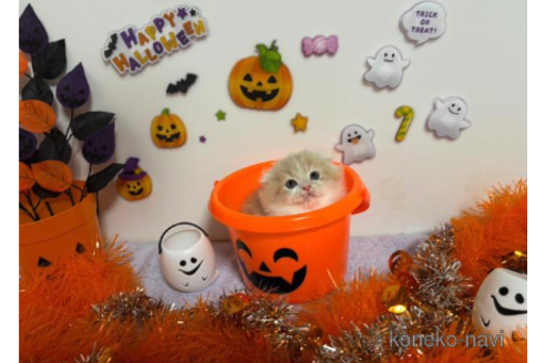 成約済の大阪府のスコティッシュフォールド(折れ耳)-68381の3枚目